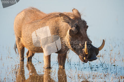 Image of Brown hairy warthog