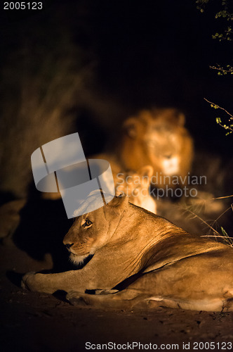 Image of Lions at night