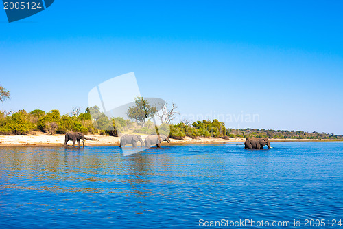 Image of Elephants walking