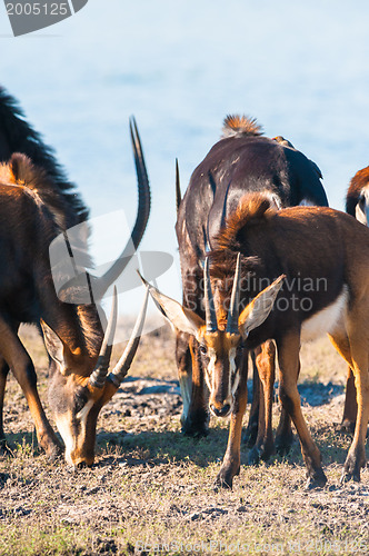 Image of Oryx by water