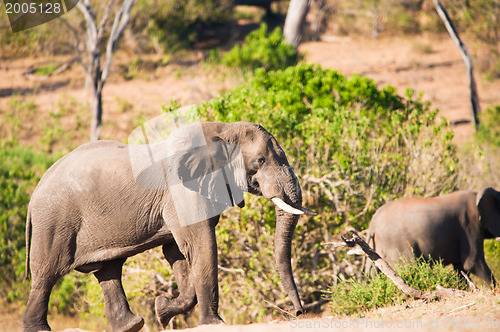 Image of Elephant climbing hill