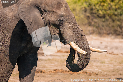 Image of Elephant drinking