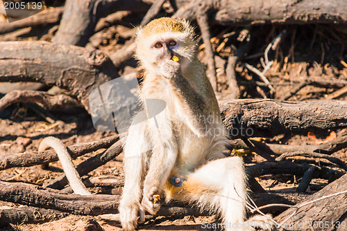 Image of Vervet monkeys