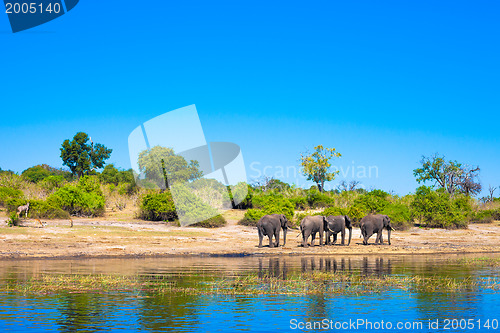 Image of Group of elephants walking