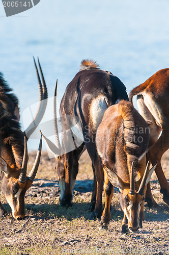 Image of Oryx by water