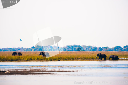 Image of Elephants walking