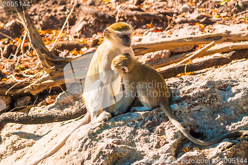 Image of Vervet monkeys