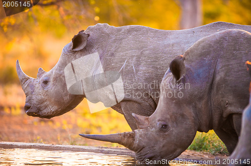 Image of Rhinos at watering hole