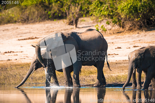 Image of Group of elephants drinking