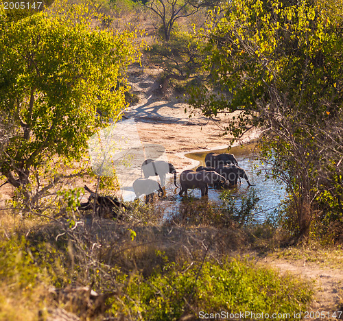 Image of Group of elephants drinking