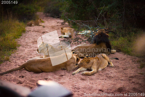 Image of Lions resting