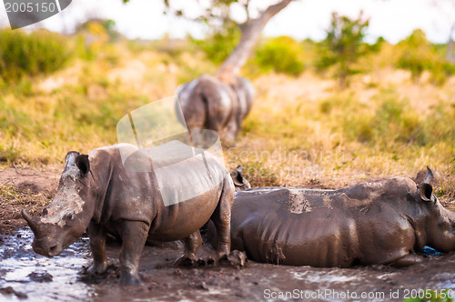 Image of Group of rhinos in the mud