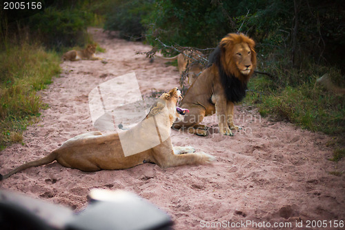 Image of Lions resting