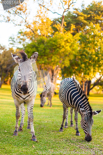 Image of Plains zebra (Equus quagga) grazing