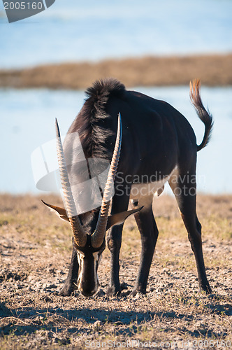 Image of Oryx by water