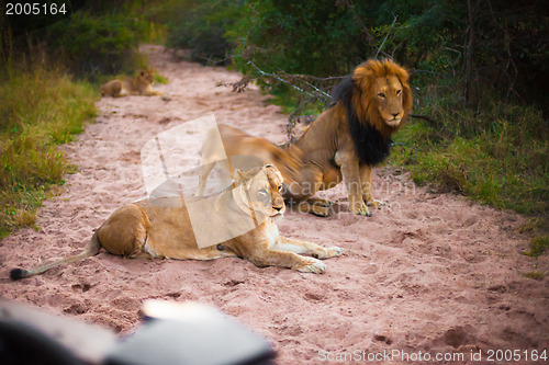 Image of Lions resting