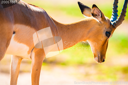 Image of Impala