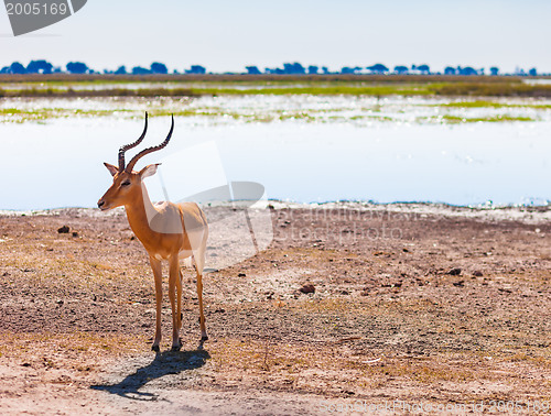 Image of Impala