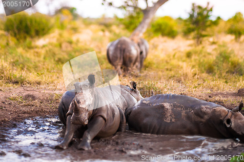 Image of Group of rhinos in the mud