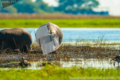 Image of Large group of hippos in the mud