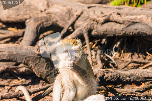 Image of Vervet monkeys