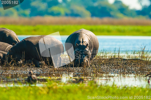 Image of Large group of hippos in the mud