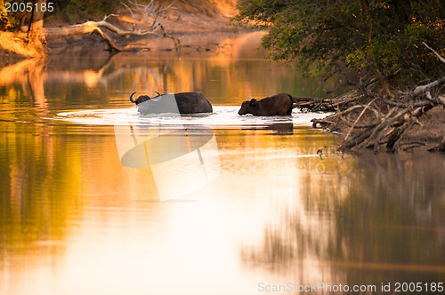 Image of Cape buffalo in water