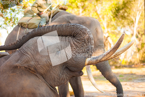 Image of Elephant eating