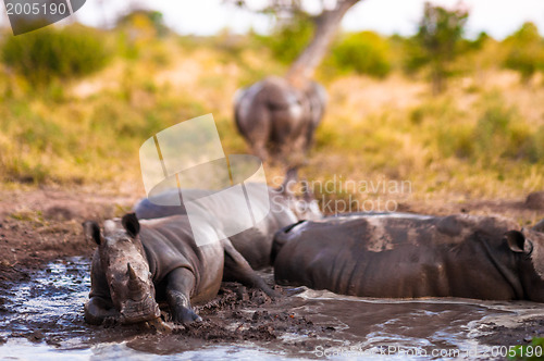 Image of Group of rhinos in the mud