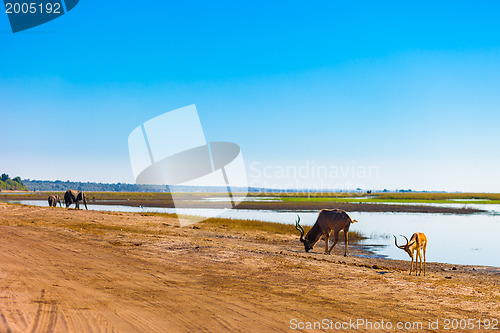 Image of Impala, Kudu, Elephants at river