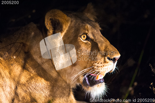 Image of Female lion at night