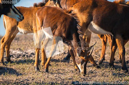 Image of Oryx by water