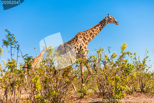 Image of Giraffes walking