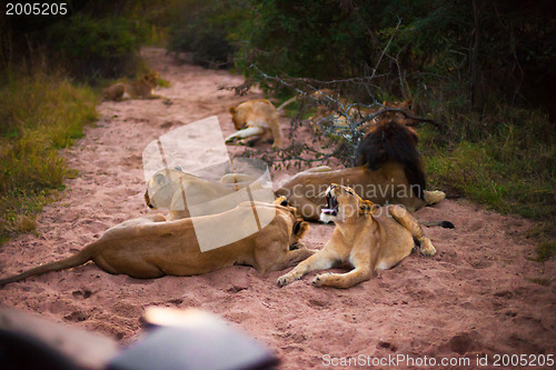 Image of Lions resting