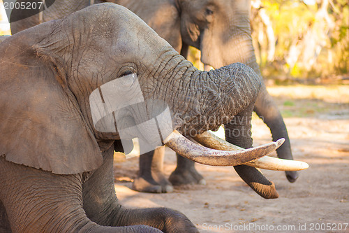 Image of Elephant eating