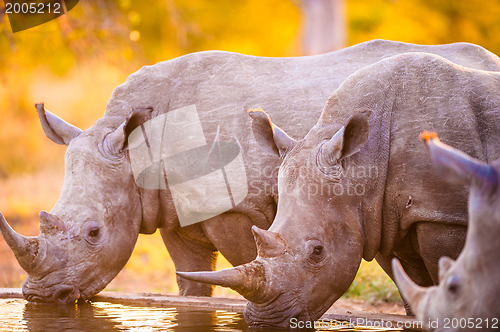 Image of Rhinos at watering hole