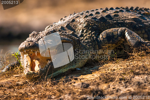 Image of Crocodile baring teeth