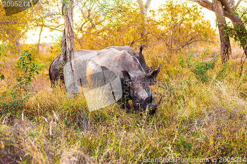 Image of Rhinocerous