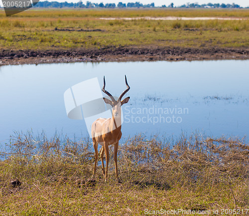 Image of Impala (Aepyceros melampus)