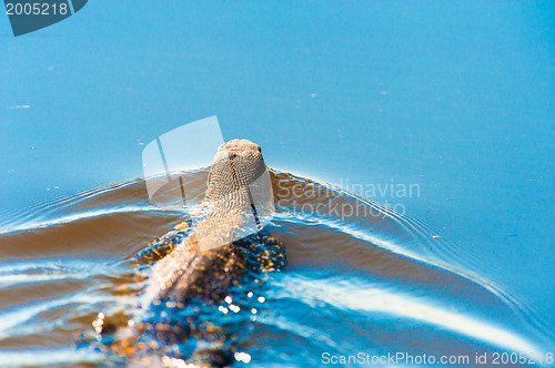 Image of Swimming monitor lizard