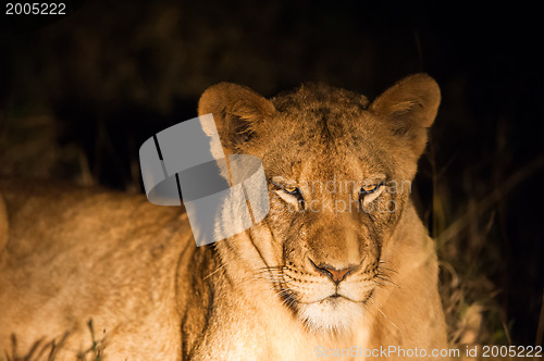 Image of Female lion at night