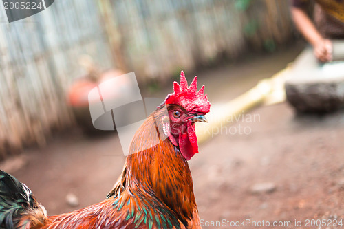 Image of Wild rooster