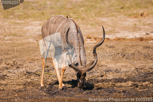 Image of Kudu bull drinking