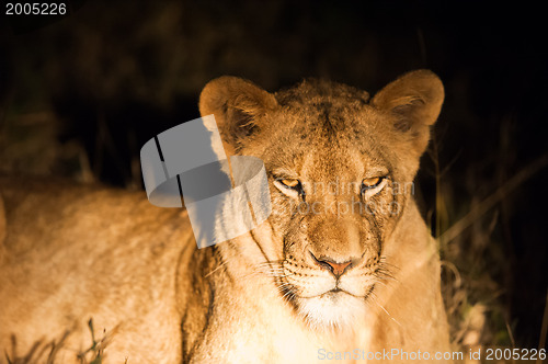 Image of Female lion at night