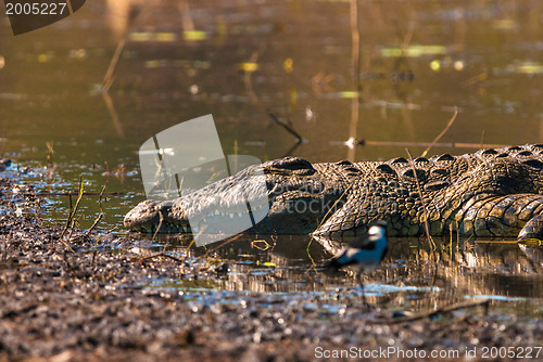 Image of Crocodile sleeping