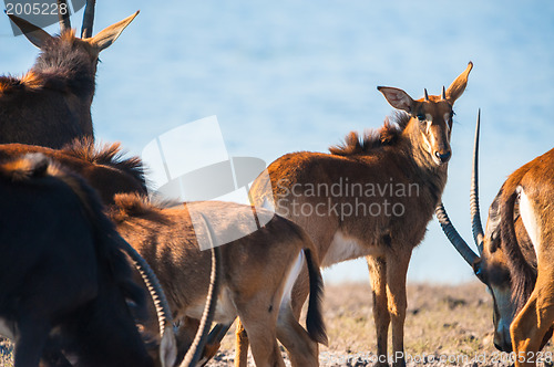 Image of Oryx by water