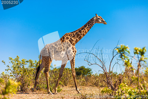 Image of Giraffes walking