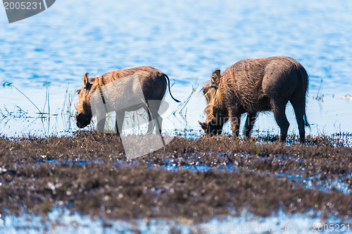 Image of Two warthogs drinking