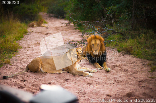 Image of Lions resting