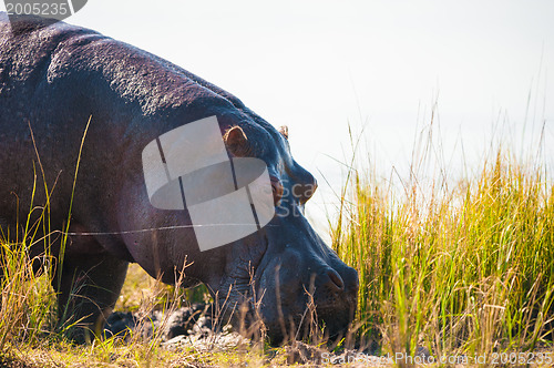 Image of Grazing hippopotamus